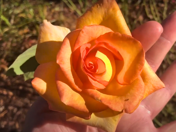 Fragrant Cloud  Roses 1