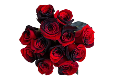 Fresh Cut Black and Red Roses 1