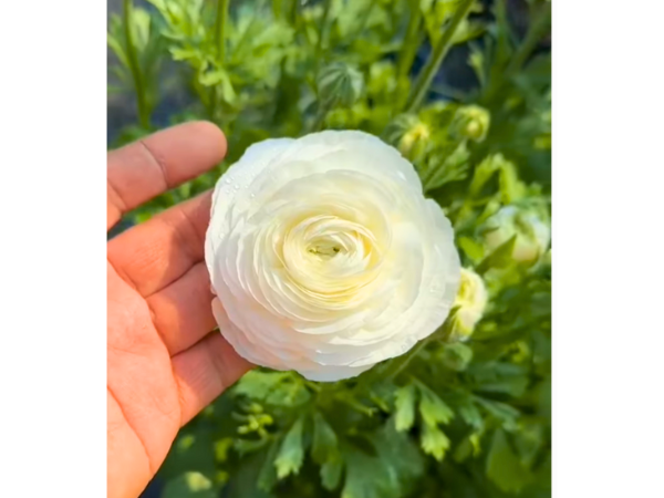 Globe Roses (Persian Buttercups)