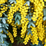 Golden Wattle photo