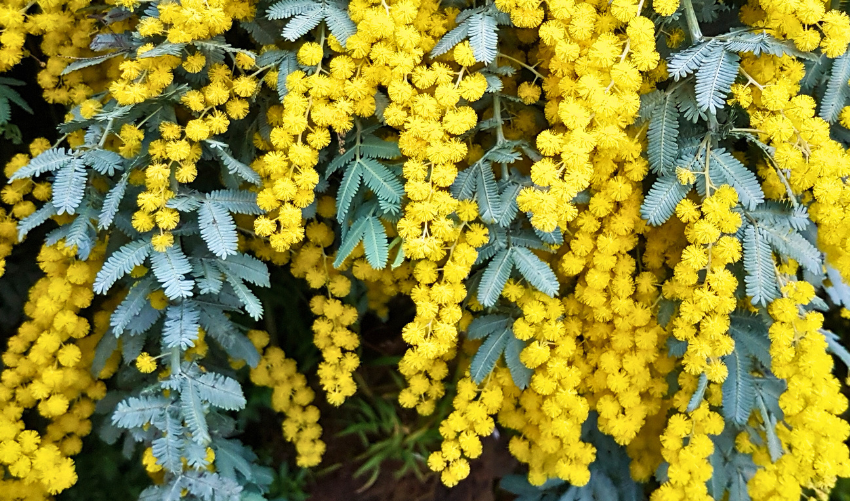 Golden Wattle: Australia’s National Flower – Meaning, Facts & Images