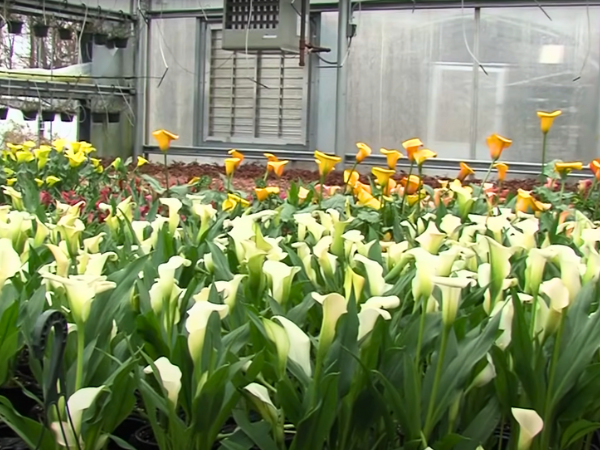 Growing Calla Lilies Indoors
