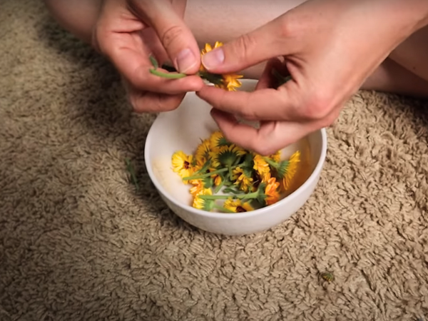Harvesting Calendula For Drying - Remove any wilted or damaged petals