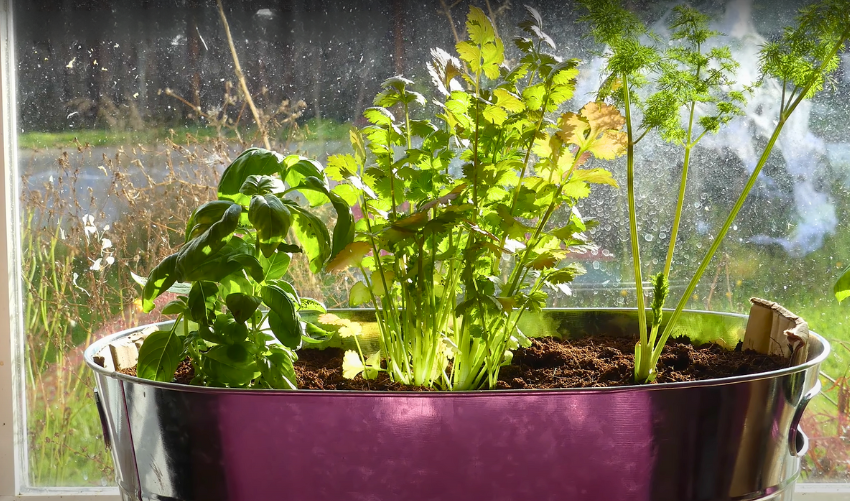 How to Grow Fresh Herbs Indoors: A Step-by-Step Guide