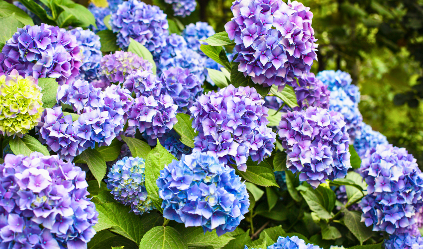 How to Grow Beautiful Hydrangeas: A Complete Care Guide