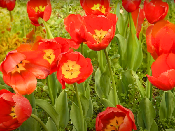 Jerusalem Tulip photo 1