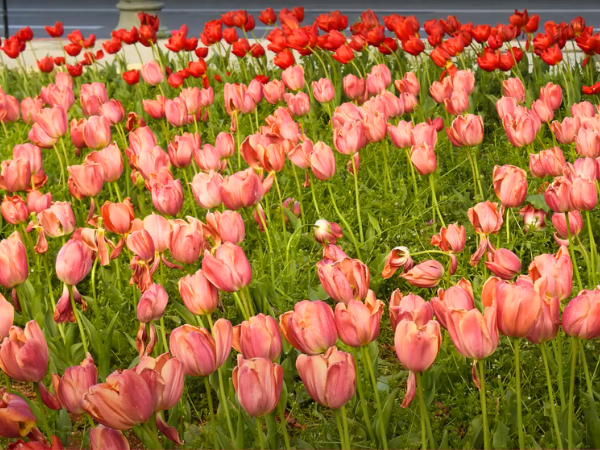 Jerusalem Tulip photo 2