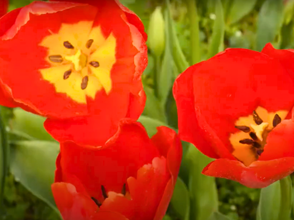 Jerusalem Tulip photo 3