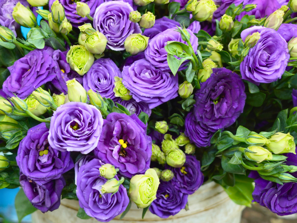 Lisianthus - Look Just Like Roses