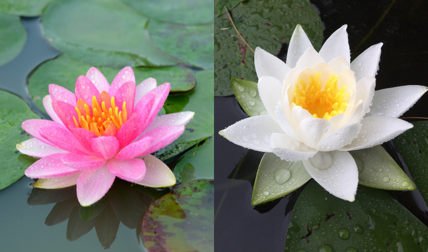 Lotus Flower Meaning by Color: What Each Hue Symbolizes