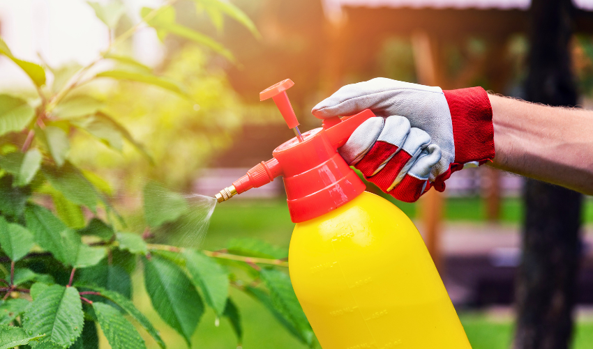Mistakes That Attract Pests: How to Keep Your Garden Healthy