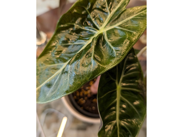 Neem oil is a powerful natural pesticide