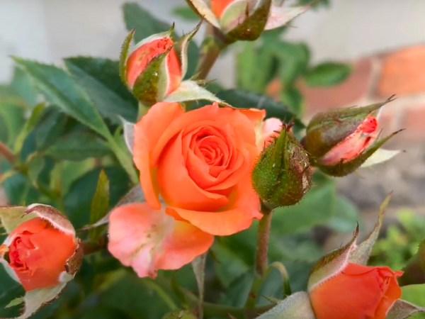 Orange Crush Roses