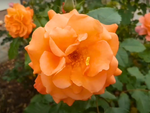 Orange Westerland Roses 1