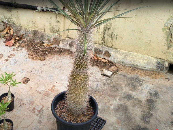 Pachypodium Geayi photo 1