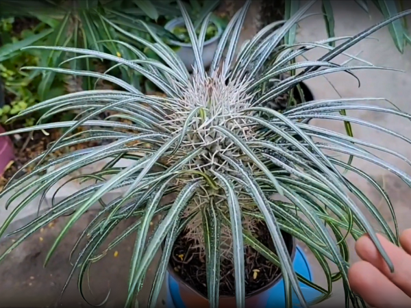 Pachypodium Geayi photo 2
