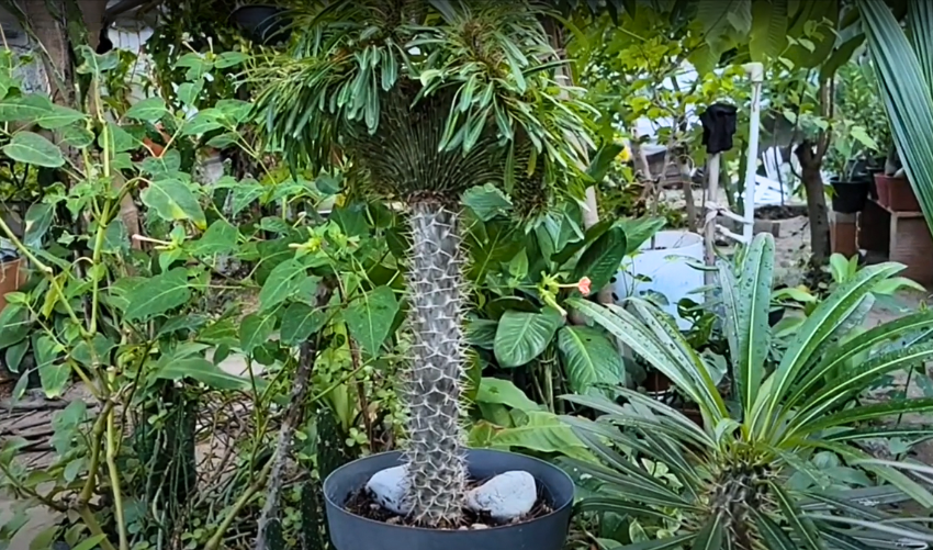 5 Interesting Facts About Pachypodium Geayi