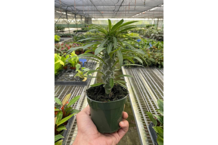 Pachypodium lamerei Madagascar Palm 1
