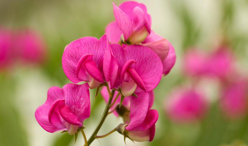 Pea Flowers Types, Growing, Uses & Meaning photo