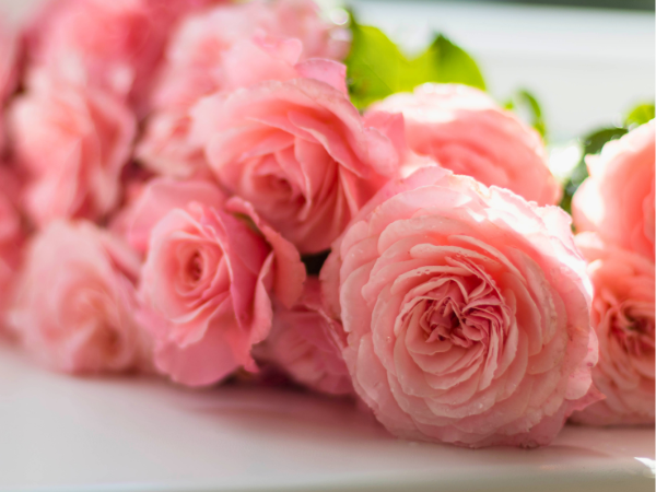 Peonies - Look Just Like Roses