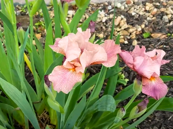 Pink Attraction Iris