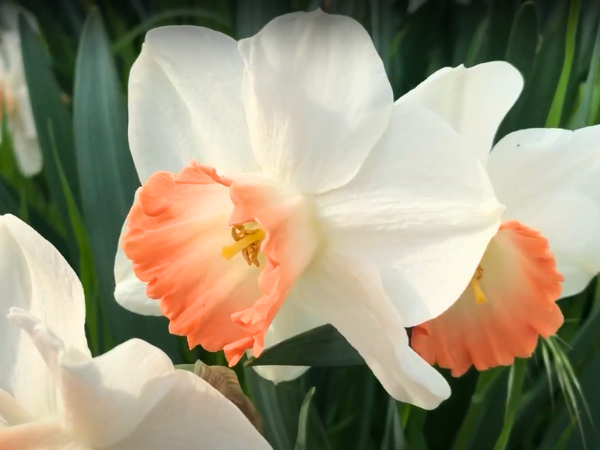 Pink Charm daffodil