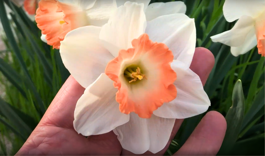 Pink Daffodils photo