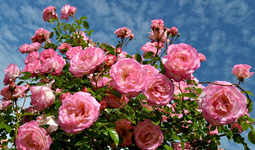 5 Varieties of Pink Garden Roses for Your Dream Garden