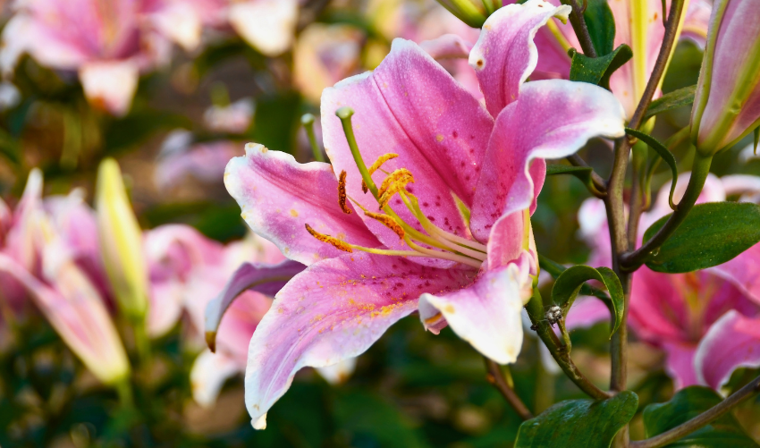 Pink Lilies Flower: Types, Meaning, How to Grow & Care