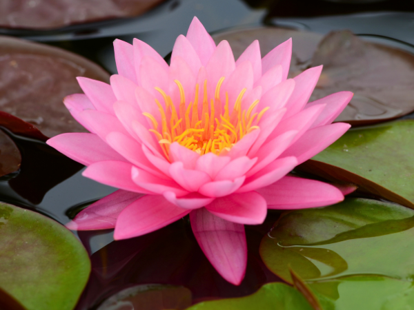 Pink Lotus And The Buddha