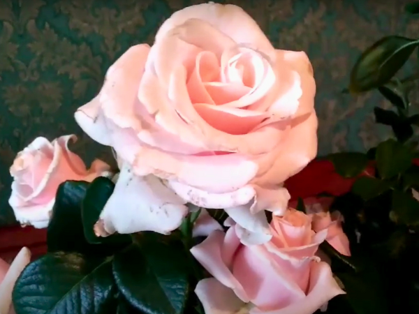 Pink Mondial Rose photo 2