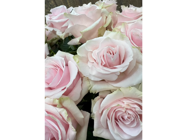 Pink Mondial Rose photo 3