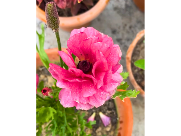 Pink Ranunculus Flowers photo