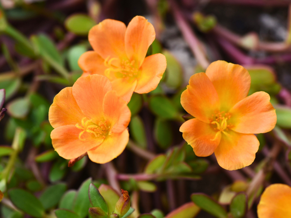 Portulaca Grandiflora (Moss Rose)