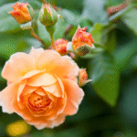 Pretty Peach Roses