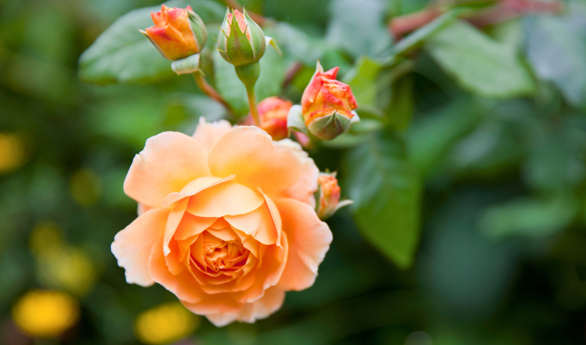 Pretty Peach Roses: Unveiling Varieties, Care & Meaning