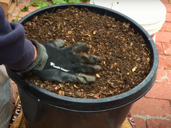 Proper Application Techniques Chicken Poop - Spread aged manure evenly on the soil surface.