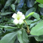 Puakenikeni Flower photo