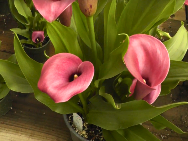Purple Calla Lily 1