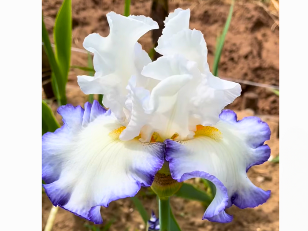 Queenโs Circle Iris