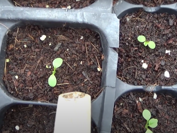 Ranunculus Consistent Watering And Feeding 1