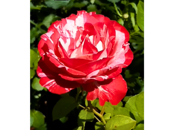 Red Amorosa Roses
