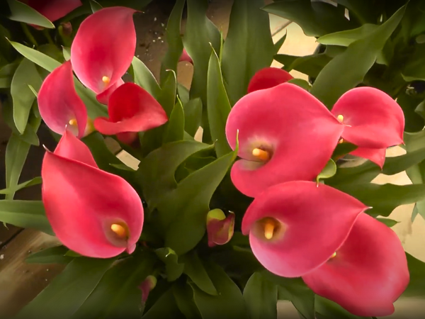 Red Calla Lily