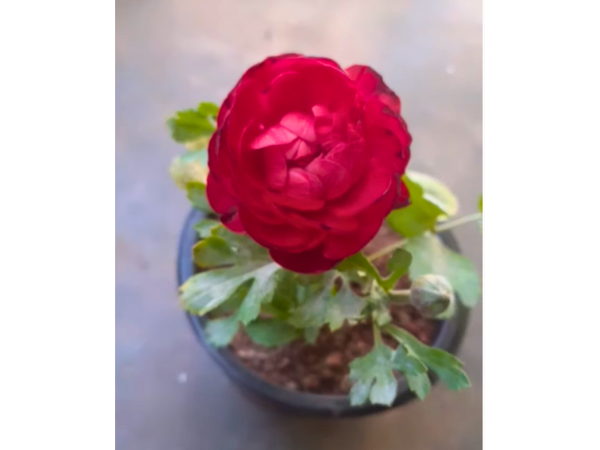 Red Ranunculus Flowers 1