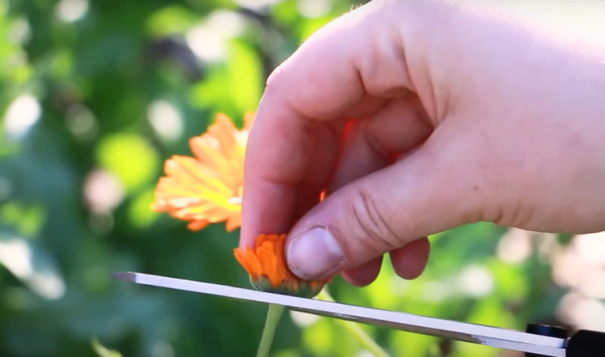 Simple Methods for Drying Calendula Flowers at Home