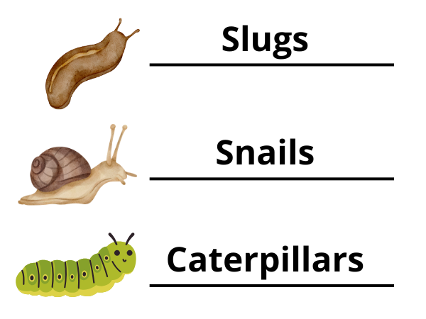 Slugs, Snails & Caterpillars photo