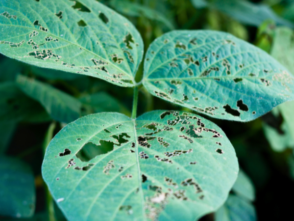 Small holes in leaves suggest insects are feeding