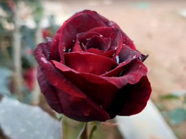 Taboo Rose 1