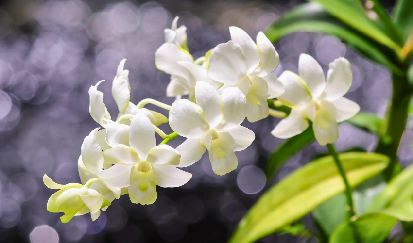 The Meaning of White Flowers: Purity, Peace & More
