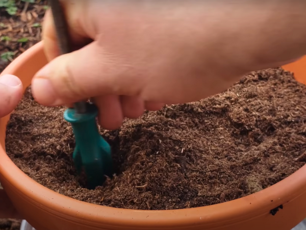 The Process Of Planting Seeds Indoors